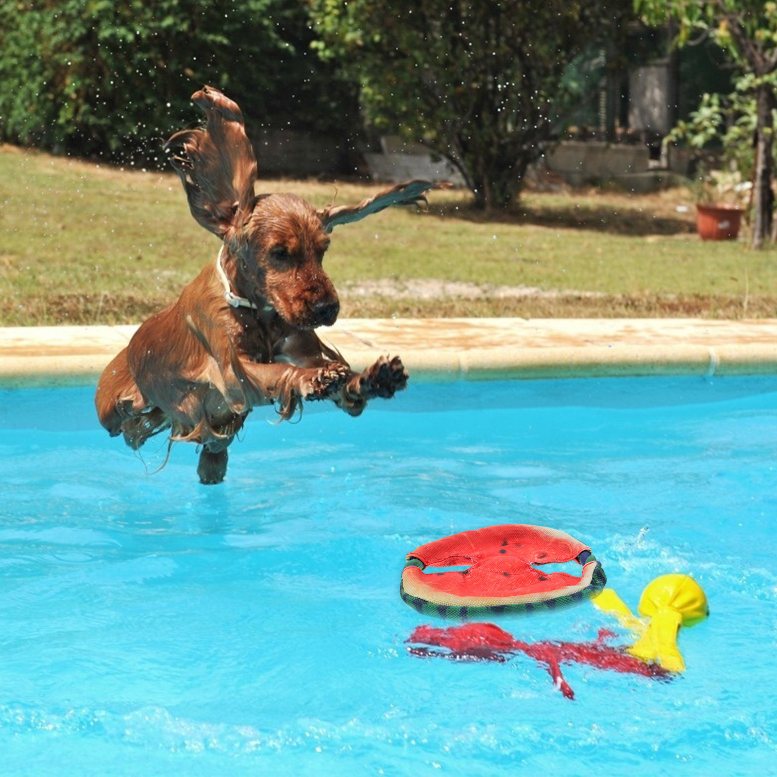 Mainan Pelatihan Hewan Pelihar - Flying Disc Dog Training Toy ulasan dan harga