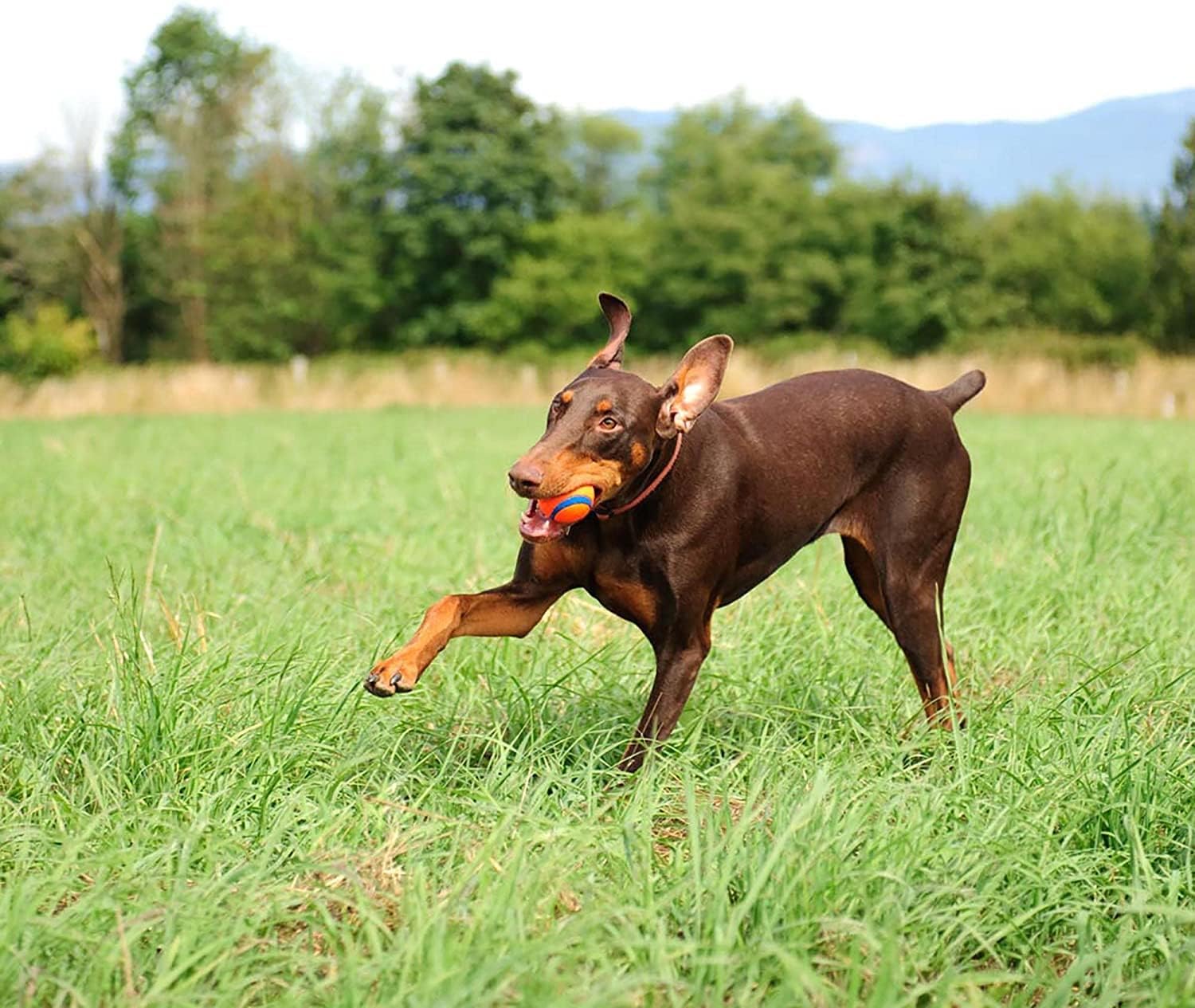 Mainan anjing Chuckit Ultra Ba - Indestructible Dog Chew Toy ulasan dan harga